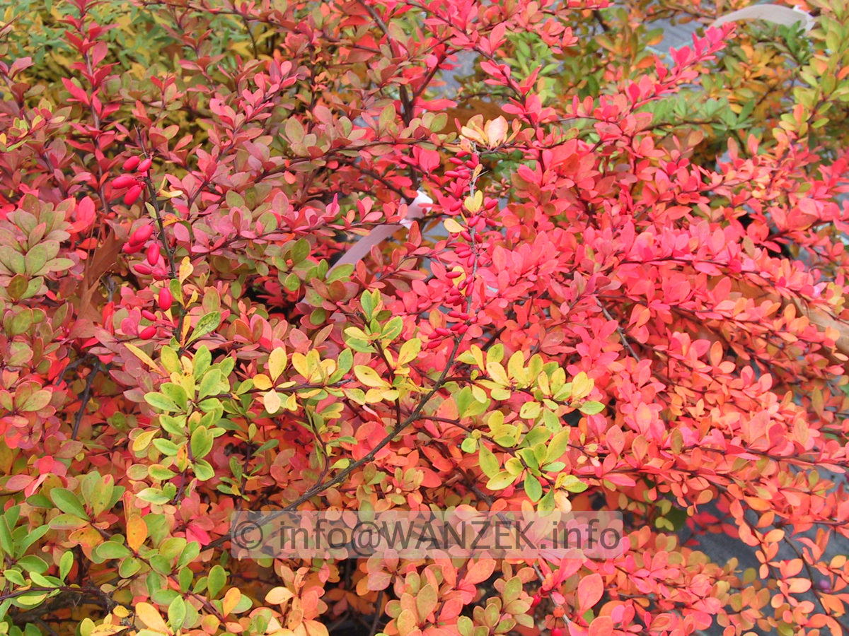 Berberis thunbergii - Herbstfaerbung.JPG